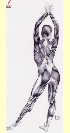 《动态肌肉》FLASH文件格式(swf)_eD2k地址