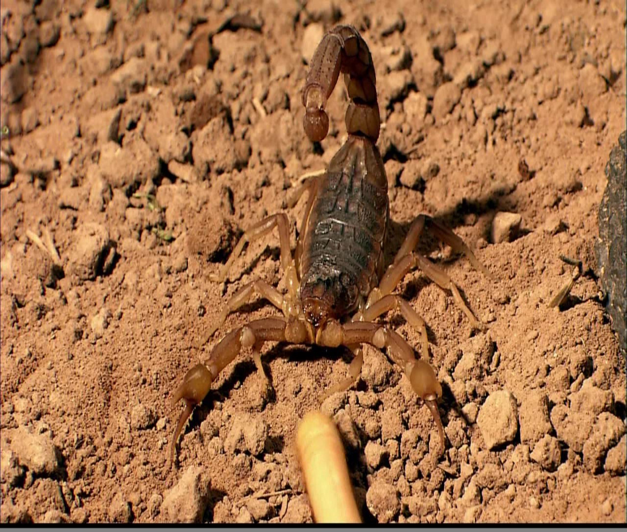 《昆虫系列:蝎子》(insectia scorpions discovery)[hdtv]