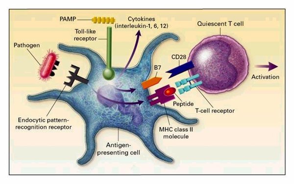 IPB Image