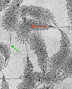 IPB Image