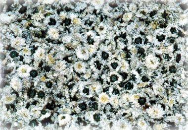IPB Image