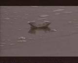 IPB Image